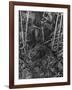 Birds, Nightingale-null-Framed Photographic Print