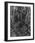 Birds, Nightingale-null-Framed Photographic Print