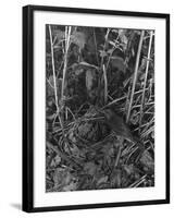 Birds, Nightingale-null-Framed Photographic Print
