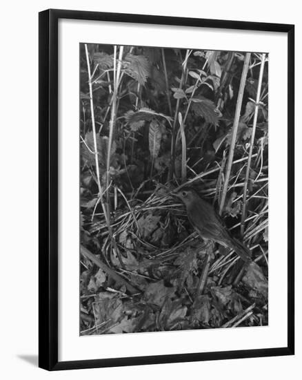 Birds, Nightingale-null-Framed Photographic Print