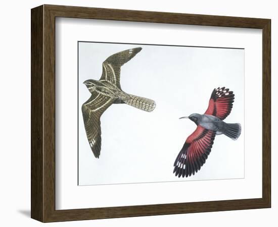 Birds: Nightjar-null-Framed Giclee Print