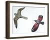 Birds: Nightjar-null-Framed Giclee Print