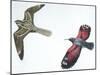 Birds: Nightjar-null-Mounted Giclee Print