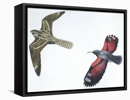 Birds: Nightjar-null-Framed Stretched Canvas