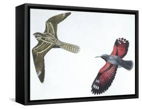Birds: Nightjar-null-Framed Stretched Canvas