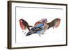 Birds of a feather, 2011, ink on paper-Nancy Moniz Charalambous-Framed Giclee Print