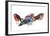 Birds of a feather, 2011, ink on paper-Nancy Moniz Charalambous-Framed Giclee Print