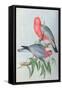 Birds of Asia-John Gould-Framed Stretched Canvas