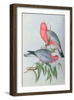 Birds of Asia-John Gould-Framed Giclee Print