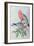 Birds of Asia-John Gould-Framed Giclee Print