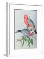 Birds of Asia-John Gould-Framed Giclee Print