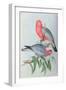 Birds of Asia-John Gould-Framed Giclee Print