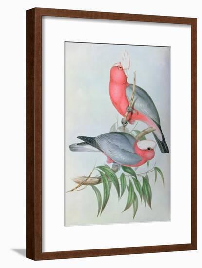 Birds of Asia-John Gould-Framed Giclee Print