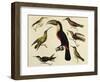 Birds of Brazil, from South America, 1827-null-Framed Giclee Print