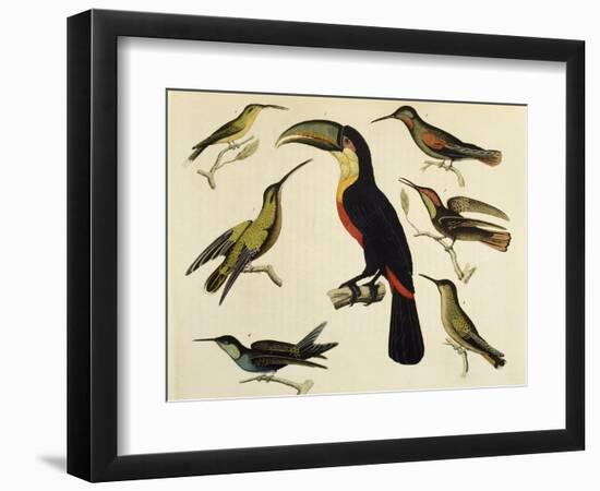 Birds of Brazil, from South America, 1827-null-Framed Giclee Print