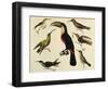 Birds of Brazil, from South America, 1827-null-Framed Giclee Print