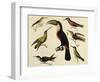 Birds of Brazil, from South America, 1827-null-Framed Giclee Print