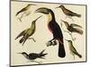 Birds of Brazil, from South America, 1827-null-Mounted Giclee Print