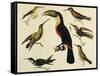 Birds of Brazil, from South America, 1827-null-Framed Stretched Canvas