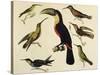 Birds of Brazil, from South America, 1827-null-Stretched Canvas