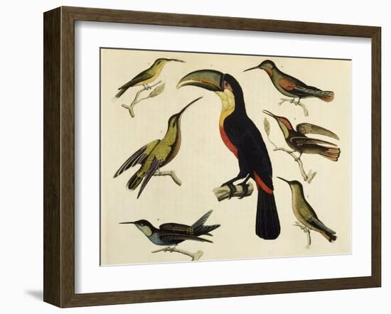 Birds of Brazil, from South America, 1827-null-Framed Giclee Print