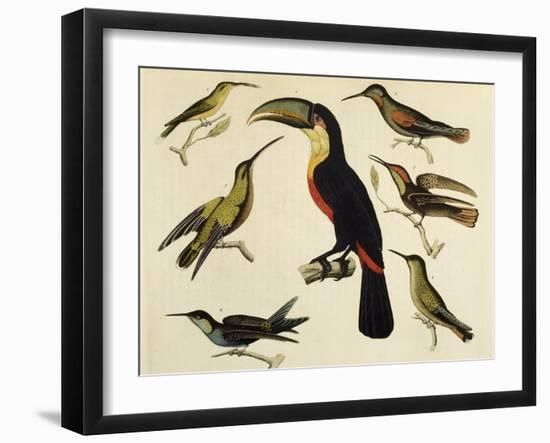 Birds of Brazil, from South America, 1827-null-Framed Giclee Print