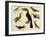 Birds of Brazil, from South America, 1827-null-Framed Giclee Print