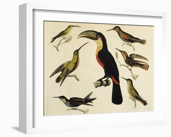 Birds of Brazil, from South America, 1827-null-Framed Giclee Print