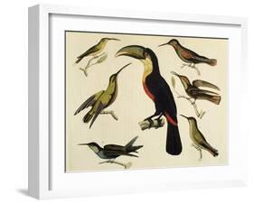 Birds of Brazil, from South America, 1827-null-Framed Giclee Print