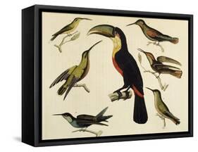 Birds of Brazil, from South America, 1827-null-Framed Stretched Canvas