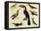 Birds of Brazil, from South America, 1827-null-Framed Stretched Canvas
