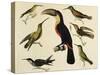 Birds of Brazil, from South America, 1827-null-Stretched Canvas