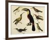 Birds of Brazil, from South America, 1827-null-Framed Giclee Print