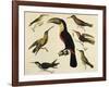 Birds of Brazil, from South America, 1827-null-Framed Giclee Print