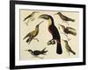 Birds of Brazil, from South America, 1827-null-Framed Giclee Print