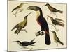 Birds of Brazil, from South America, 1827-null-Mounted Giclee Print