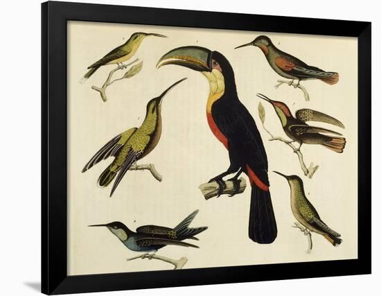 Birds of Brazil, from South America, 1827-null-Framed Giclee Print