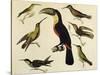 Birds of Brazil, from South America, 1827-null-Stretched Canvas