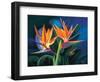 Birds of Feather-Scott Westmoreland-Framed Art Print