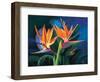 Birds of Feather-Scott Westmoreland-Framed Premium Giclee Print