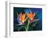 Birds of Feather-Scott Westmoreland-Framed Premium Giclee Print