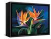 Birds of Feather-Scott Westmoreland-Framed Stretched Canvas