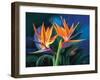 Birds of Feather-Scott Westmoreland-Framed Art Print