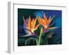 Birds of Feather-Scott Westmoreland-Framed Art Print