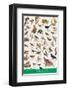 Birds of Fields and Gardens-null-Framed Premium Giclee Print