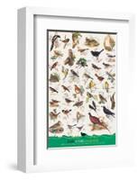 Birds of Fields and Gardens-null-Framed Premium Giclee Print