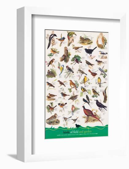 Birds of Fields and Gardens-null-Framed Premium Giclee Print