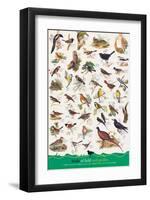 Birds of Fields and Gardens-null-Framed Art Print