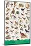 Birds of Fields and Gardens-null-Mounted Art Print