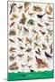 Birds of Fields and Gardens-null-Mounted Art Print